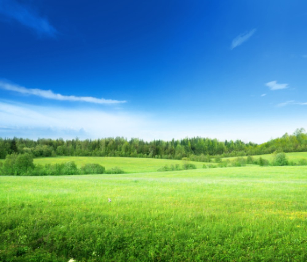 field-of-grass-and-perfect-sky