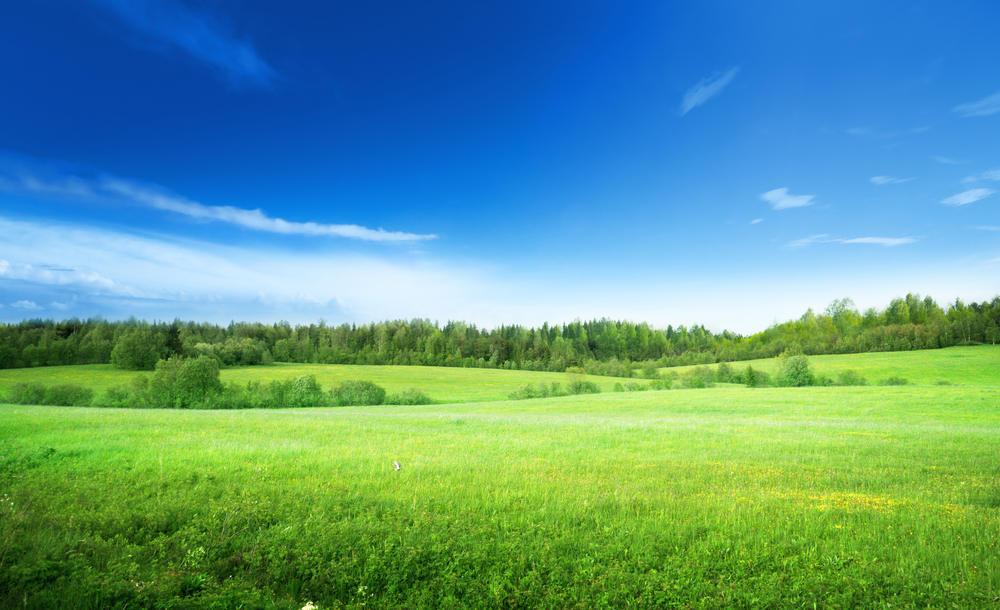 field-of-grass-and-perfect-sky