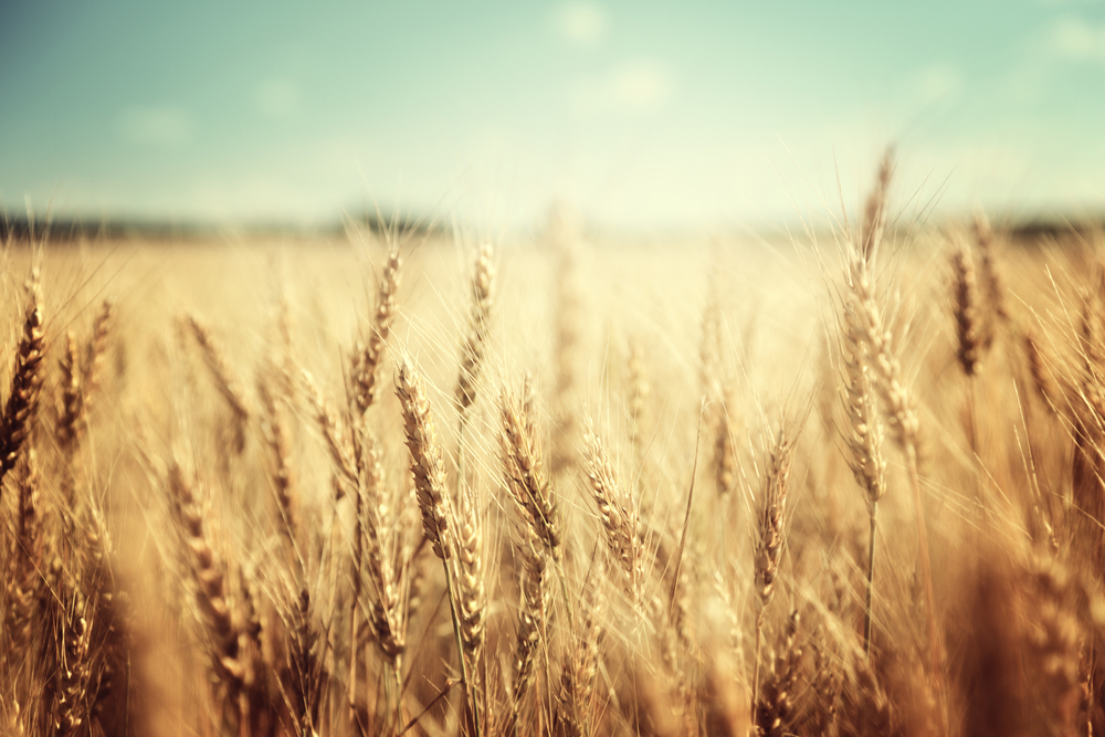 golden-wheat-field-and-sunny-day