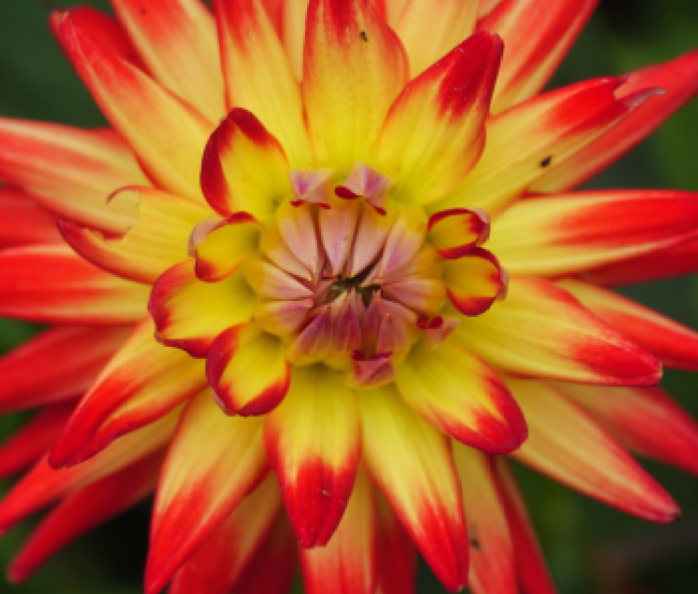 summer-time-in-a-garden-in-germany