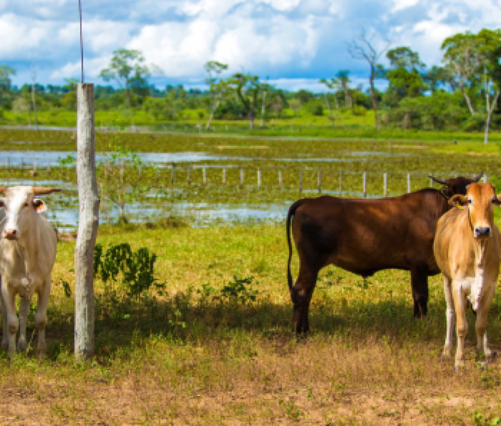 Pantanal-landscape-with-animals