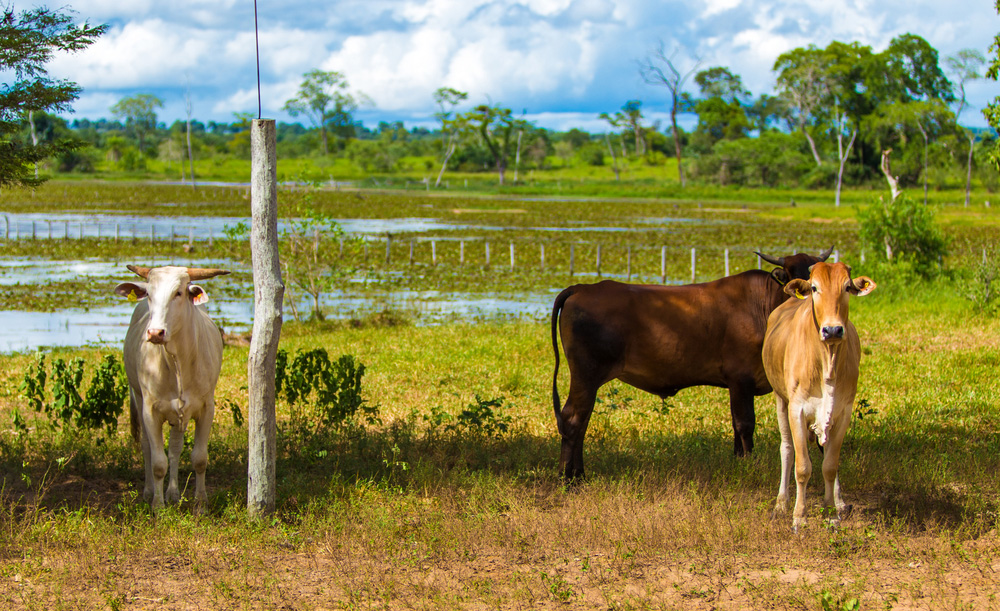 Pantanal-landscape-with-animals