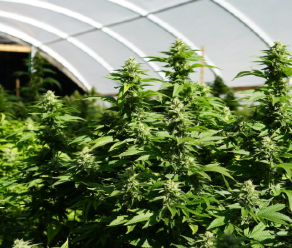 marijuana and housing