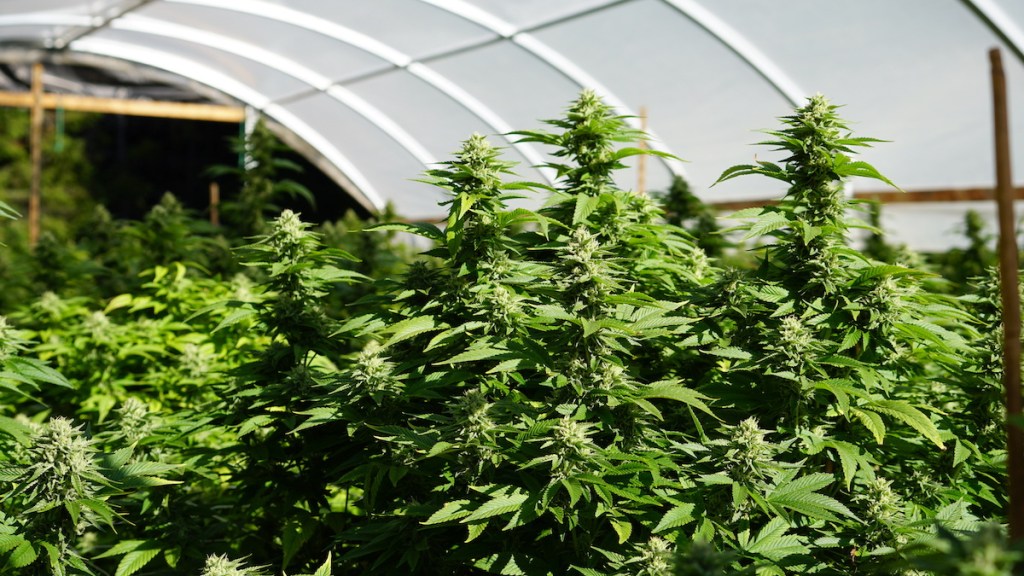 marijuana and housing