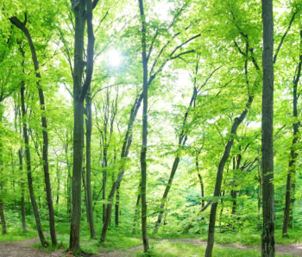 green certified real estate brokerage