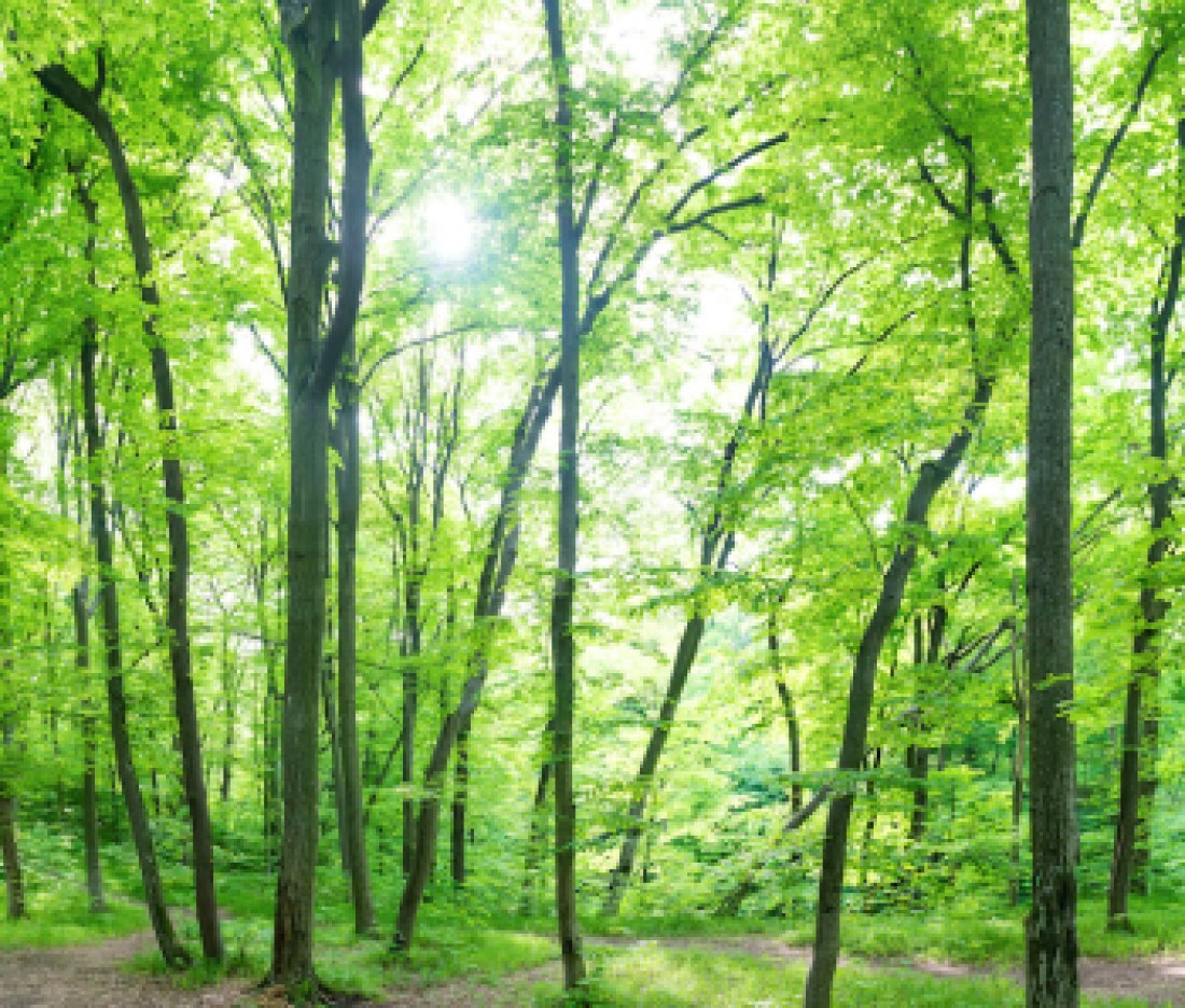 green certified real estate brokerage