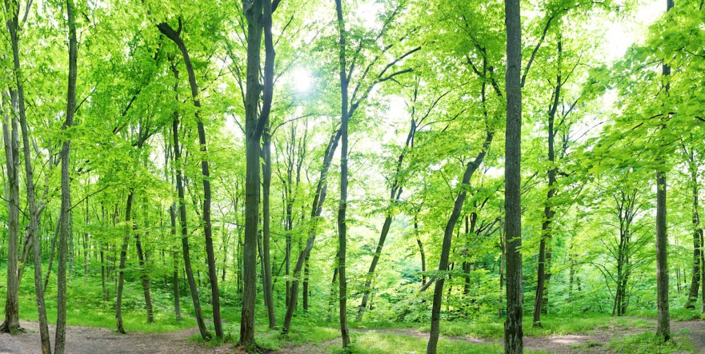 green certified real estate brokerage