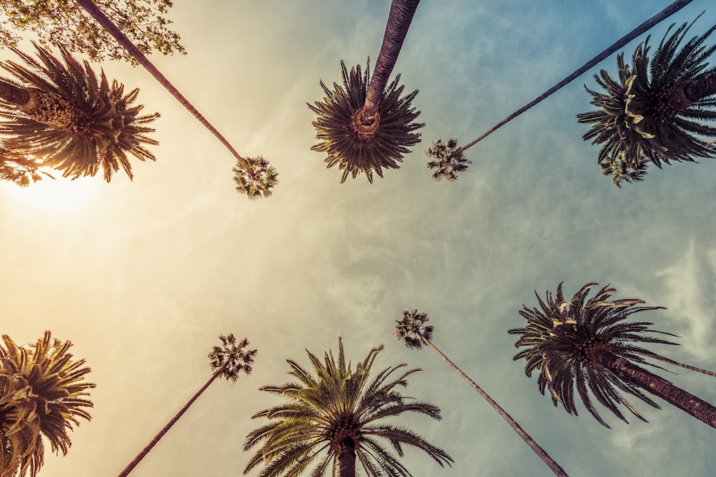 Los Angeles palm trees, low angle shot. Sun rays