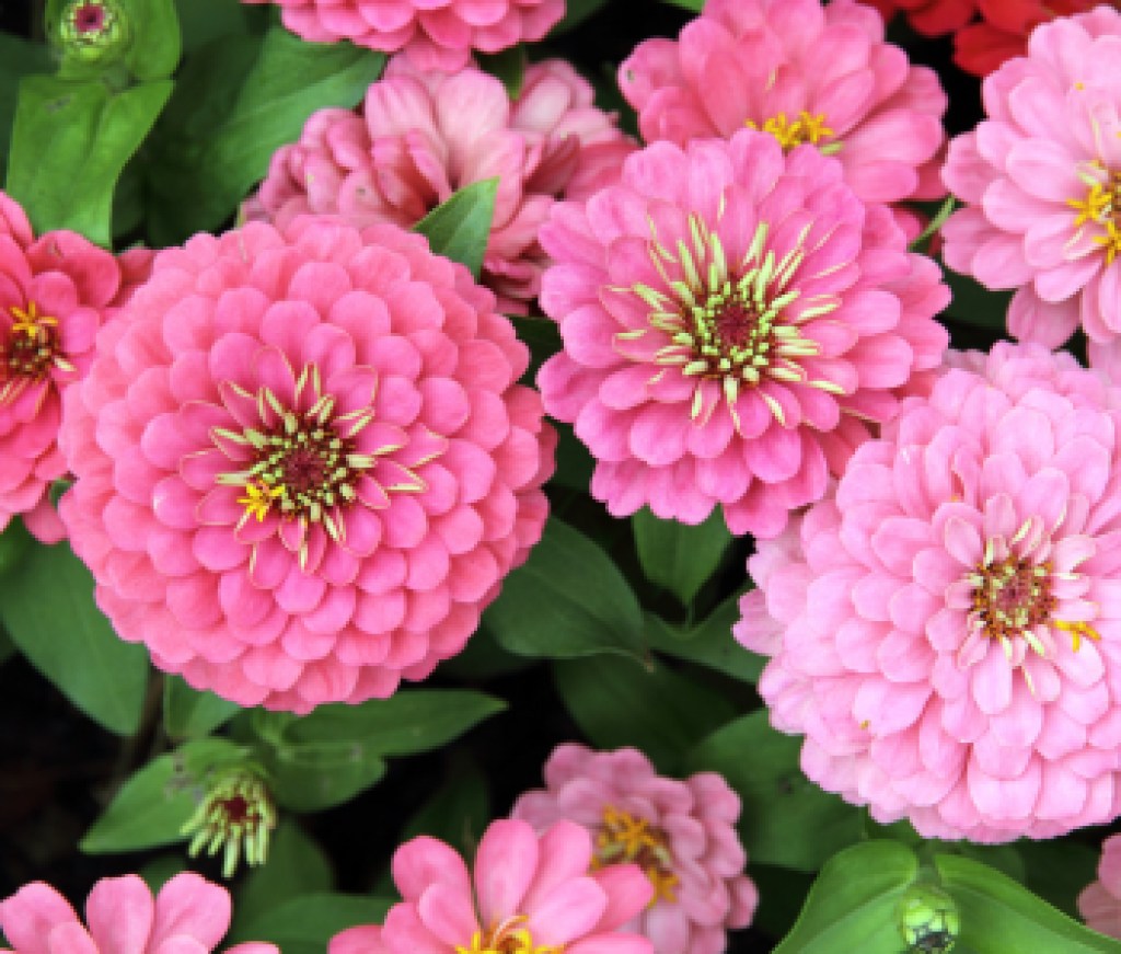 zinnia flower blossom