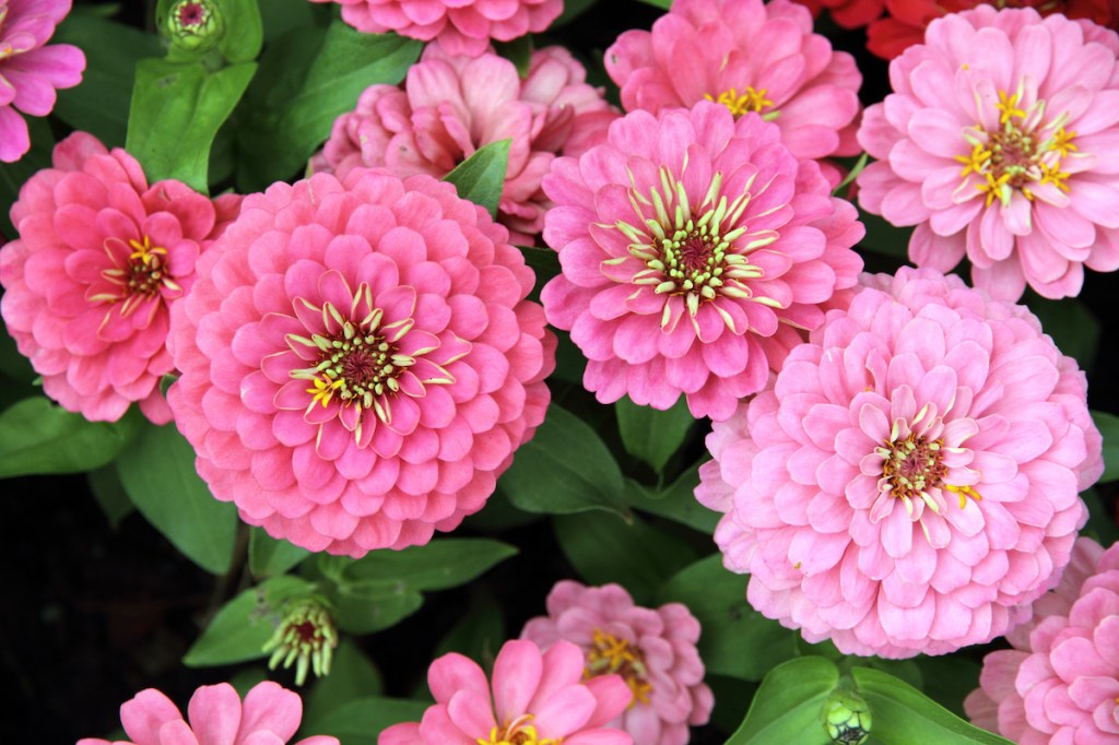 zinnia flower blossom