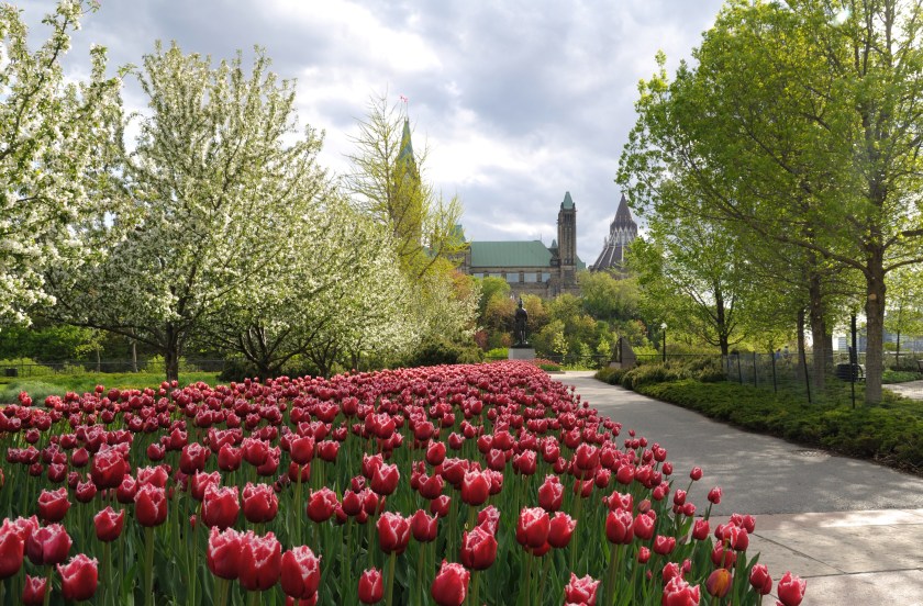 Ottawa_-_ON_-_Tulpenparade