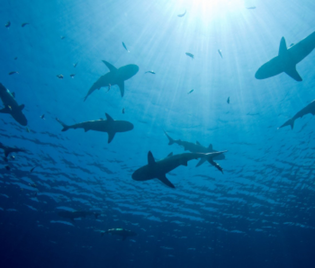 Sharks