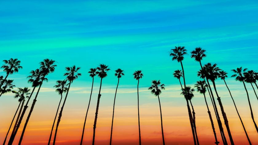 California Palm Trees